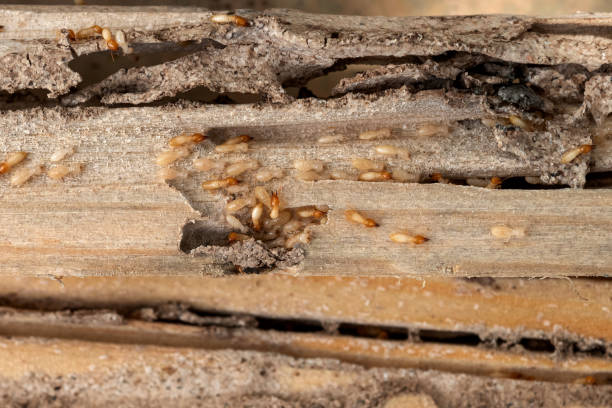 Best Best Pest Control Companies  in Inwood, NY